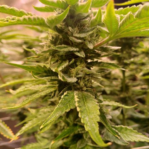 Peyote cookies  growlog timeline photo