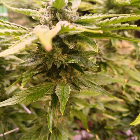 Peyote cookies  growlog timeline photo