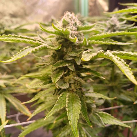 Peyote cookies  growlog timeline photo
