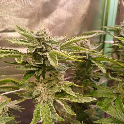 Peyote cookies  growlog timeline photo