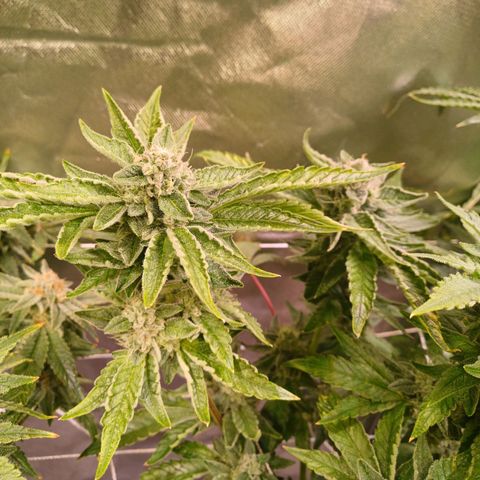 Peyote cookies  growlog timeline photo