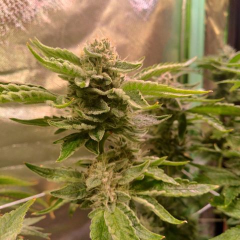 Peyote cookies  growlog timeline photo