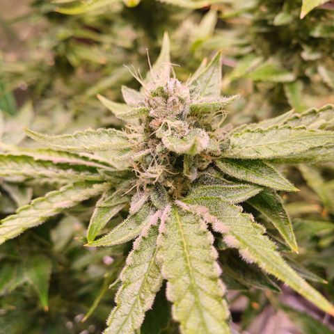 Peyote cookies  growlog timeline photo