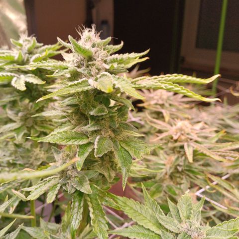 Peyote cookies  growlog timeline photo