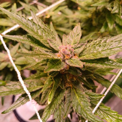 Peyote cookies  growlog timeline photo