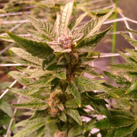 Peyote cookies  growlog timeline photo