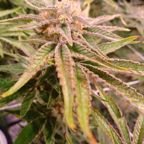 Purple Punch growlog timeline photo