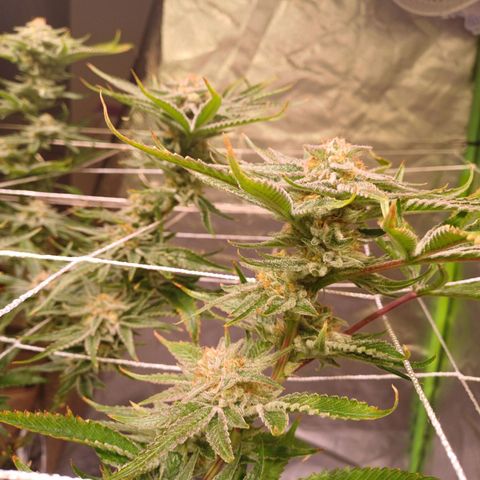 Purple Punch growlog timeline photo
