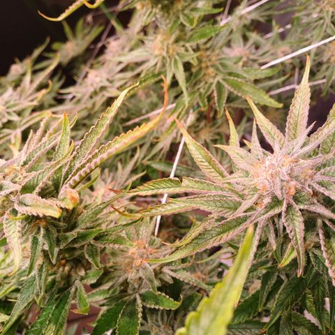 Purple Punch growlog timeline photo