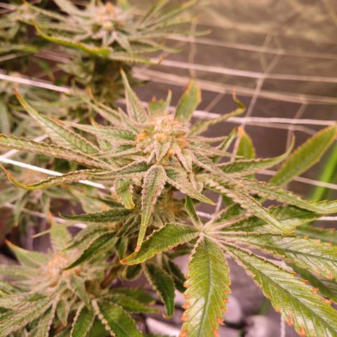 Purple Punch growlog timeline photo