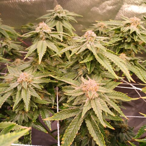 Pineapple chunk  growlog timeline photo