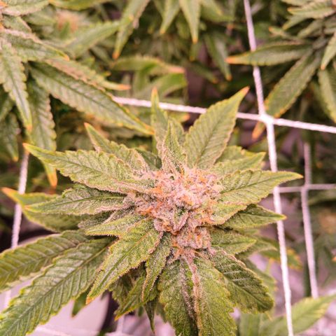 Pineapple chunk  growlog timeline photo