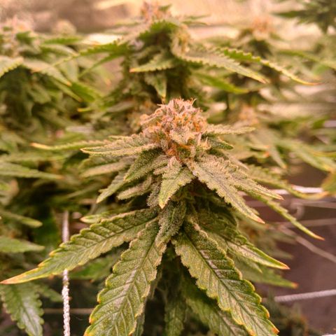 Pineapple chunk  growlog timeline photo