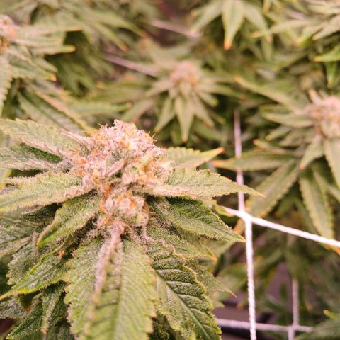 Pineapple chunk  growlog timeline photo