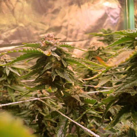 Pineapple chunk  growlog timeline photo
