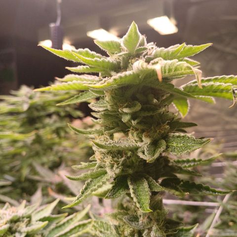 Mimosa x orange punch  growlog timeline photo