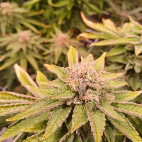 Mimosa x orange punch  growlog timeline photo