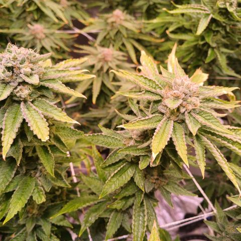 Mimosa x orange punch  growlog timeline photo