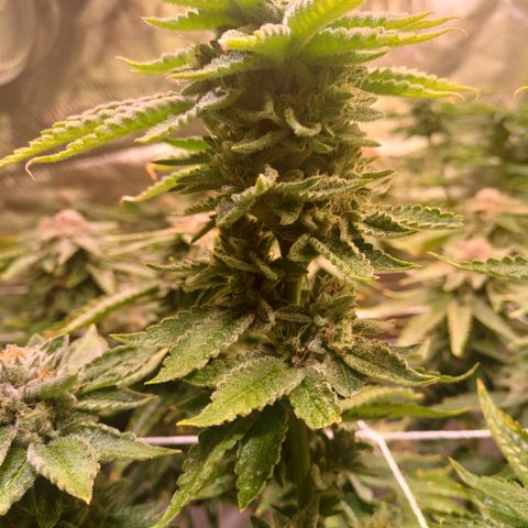 Mimosa x orange punch  growlog timeline photo