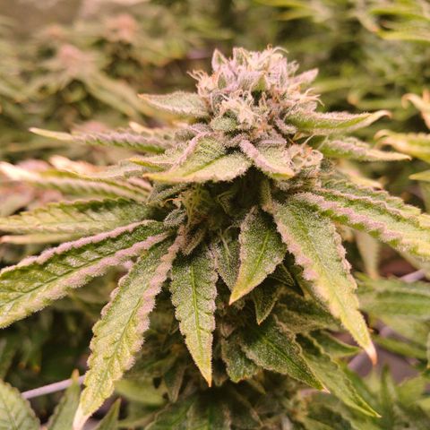 Mimosa x orange punch  growlog timeline photo