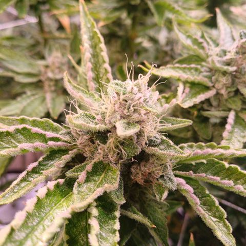 Peyote cookies  growlog timeline photo