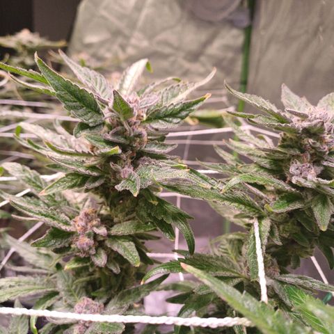 Peyote cookies  growlog timeline photo