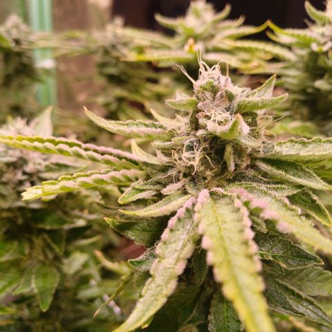 Peyote cookies  growlog timeline photo