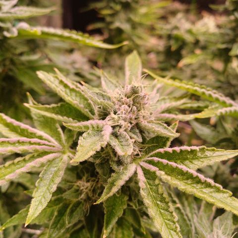 Peyote cookies  growlog timeline photo