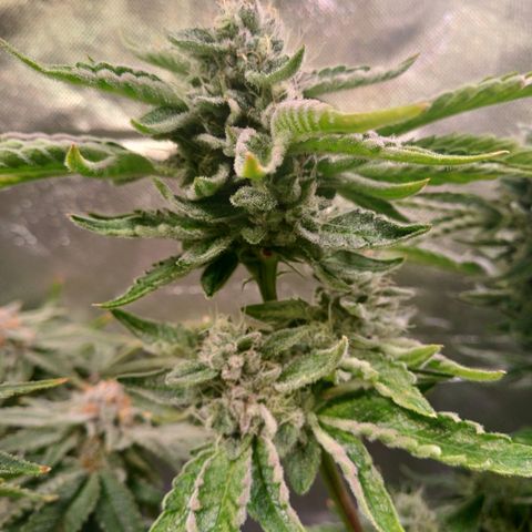 Peyote cookies  growlog timeline photo