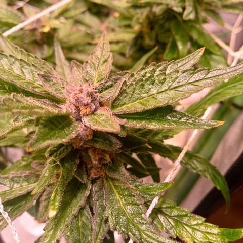 Peyote cookies  growlog timeline photo