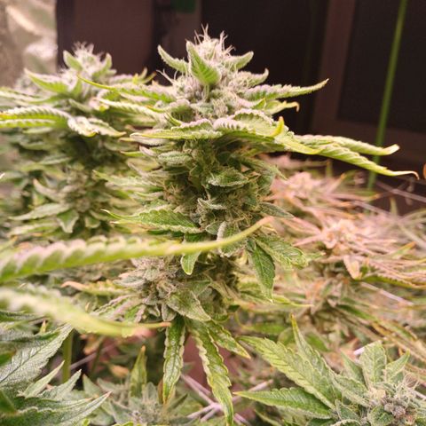 Peyote cookies  growlog timeline photo