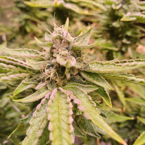 Peyote cookies  growlog timeline photo