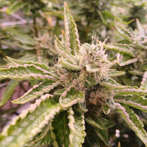Peyote cookies  growlog timeline photo