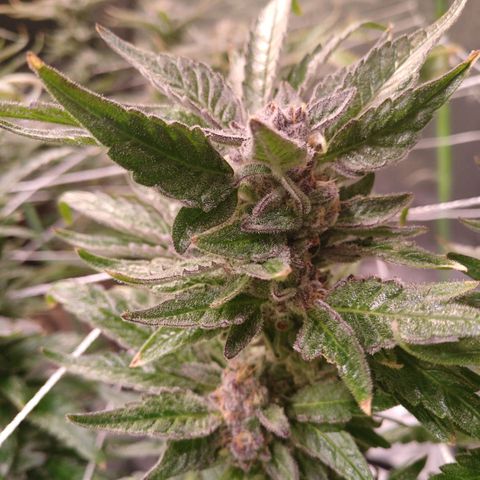 Peyote cookies  growlog timeline photo