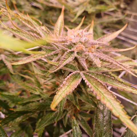 Purple Punch growlog timeline photo