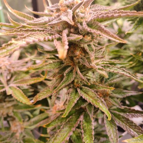 Purple Punch growlog timeline photo