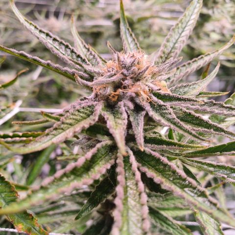 Purple Punch growlog timeline photo