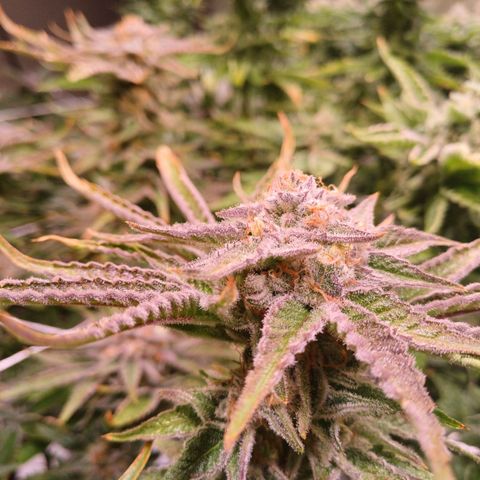 Purple Punch growlog timeline photo