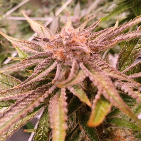 Purple Punch growlog timeline photo