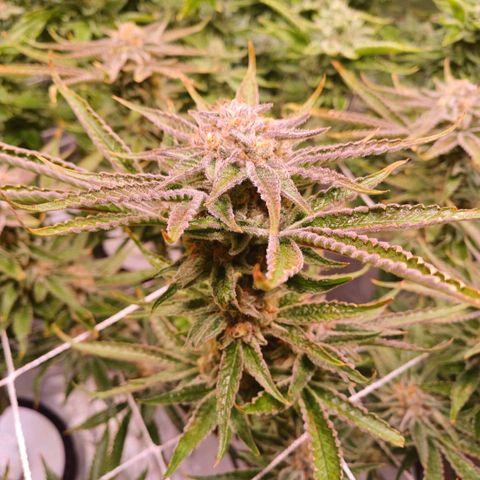 Purple Punch growlog timeline photo