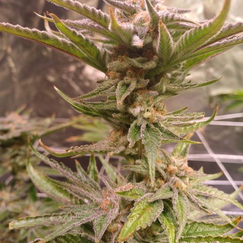 Purple Punch growlog timeline photo