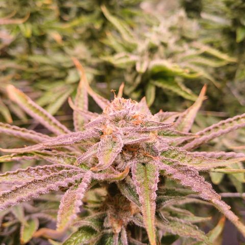 Purple Punch growlog timeline photo