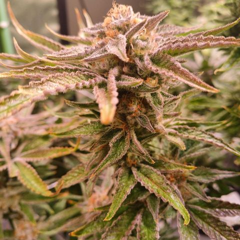 Purple Punch growlog timeline photo
