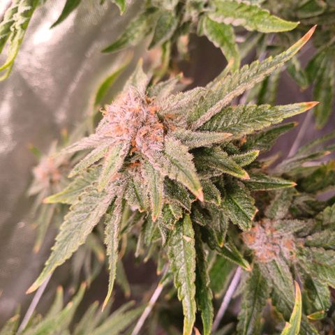 Pineapple chunk  growlog timeline photo