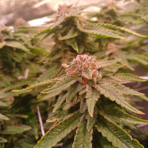 Pineapple chunk  growlog timeline photo
