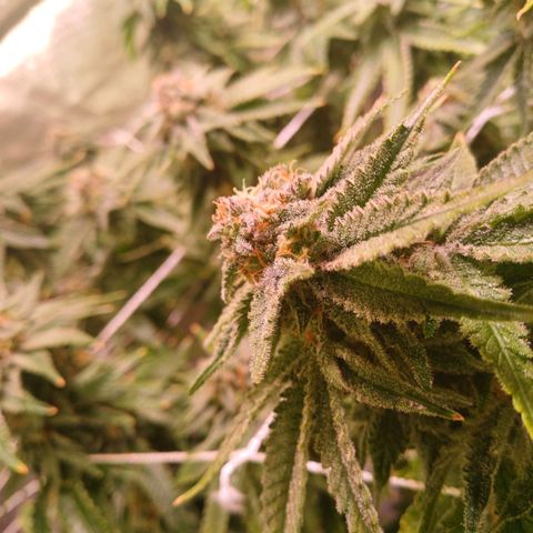 Pineapple chunk  growlog timeline photo
