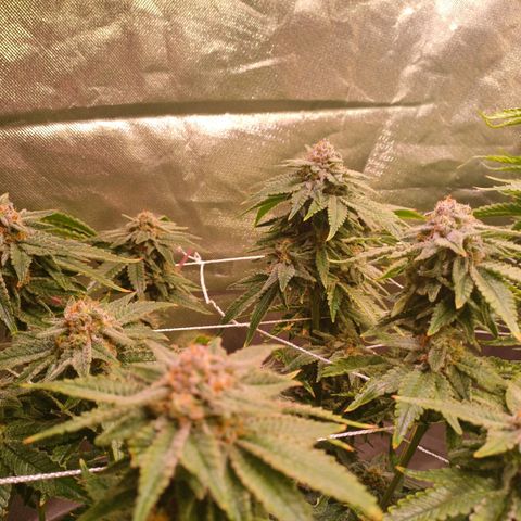 Pineapple chunk  growlog timeline photo