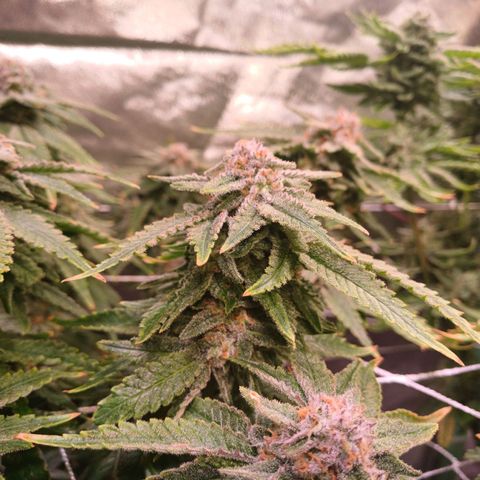 Pineapple chunk  growlog timeline photo