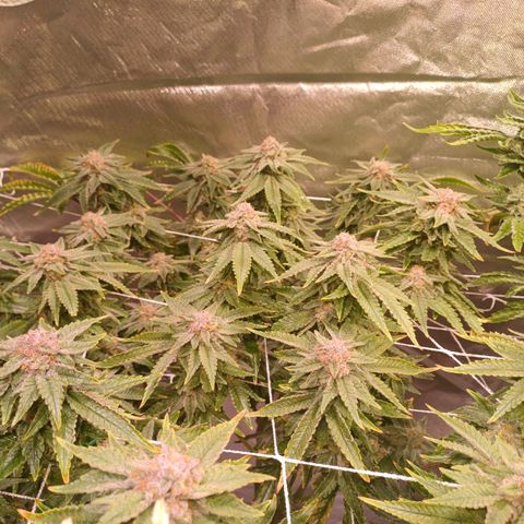 Pineapple chunk  growlog timeline photo