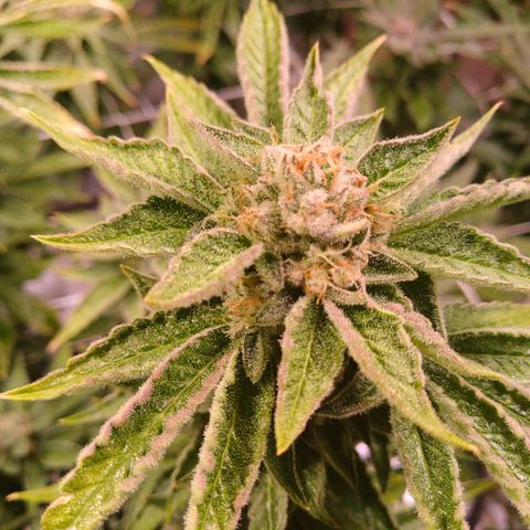 Mimosa x orange punch  growlog timeline photo
